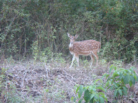 Bhadra Tiger Reserve Forest,Bhadra