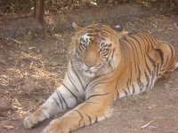 Tyavarekoppa Lion/Tiger sanctuary,Shimoga